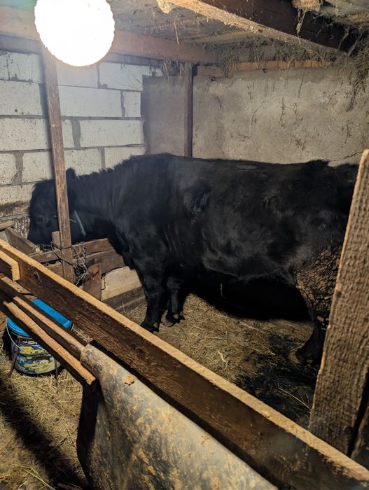 Vând vițel și vacă