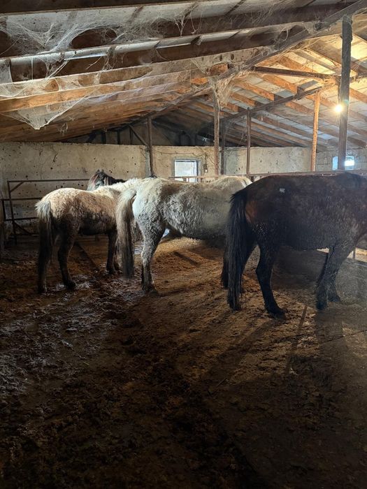 Соғым тай бие байтал құнан дөнен