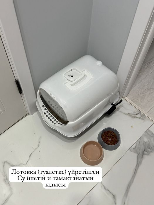 Кошка, спокойная