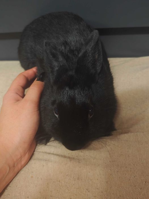 Холандски джуджета