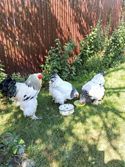 Fazani.Gaini de rasa, pauni,cocosi albi, gaini tara, oua pt incubat