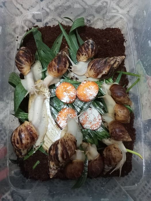 Ulitka sotiladi optom narxda, fulika albinos,Retikulyata albinos kosme