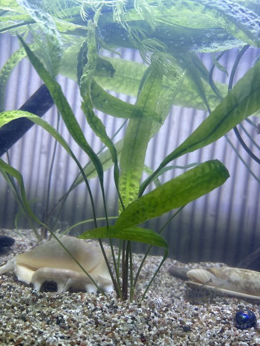 Криптокарина апоногетонолистная