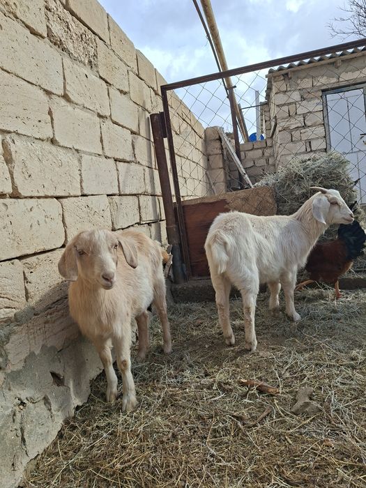 Занен сүтті парода ешкілер сатылады