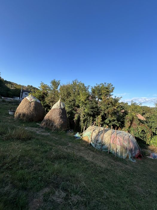 ‼️Vand fân ‼️Facut vara aceasta