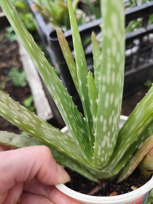 Алое вкоренено, видове