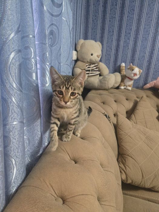 Отдам в хорошие руки котёнка,  девочка 3 месяца.