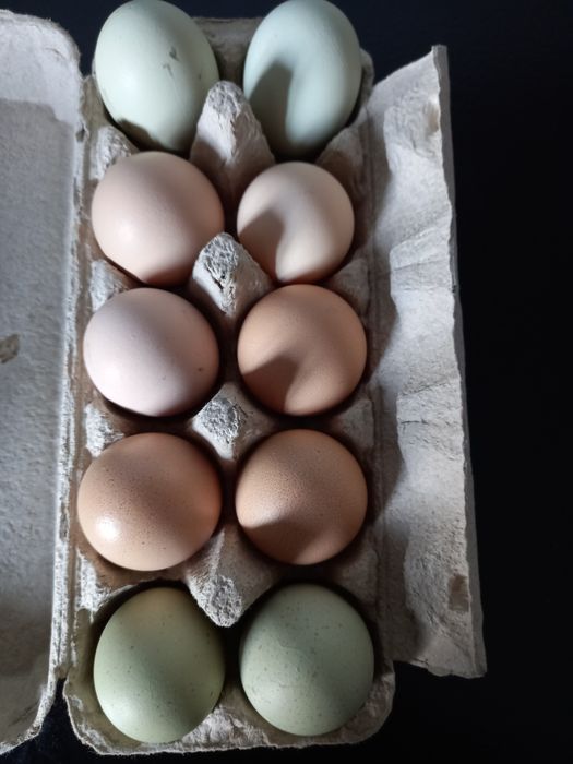 Ouă de țară pentru consum