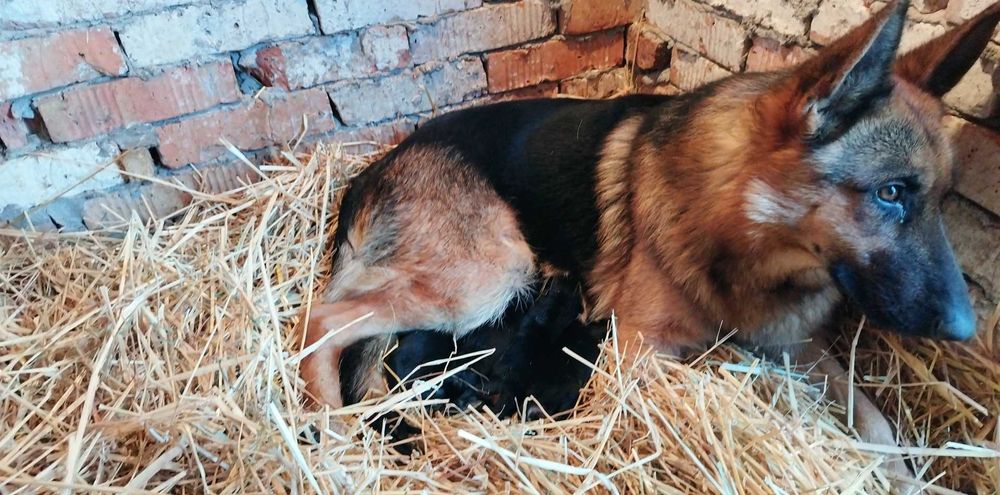 Малки немски овчарки