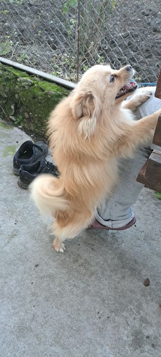 Мъжко куче шпиц-померан на  15  месеца