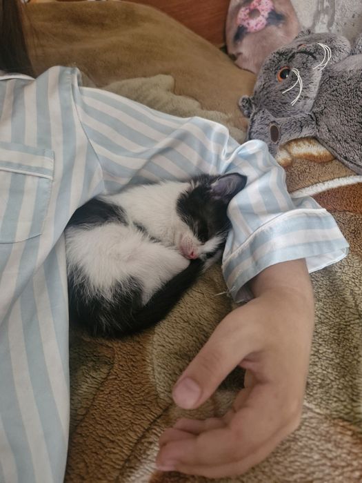 Котёнок мальчик бесплатно