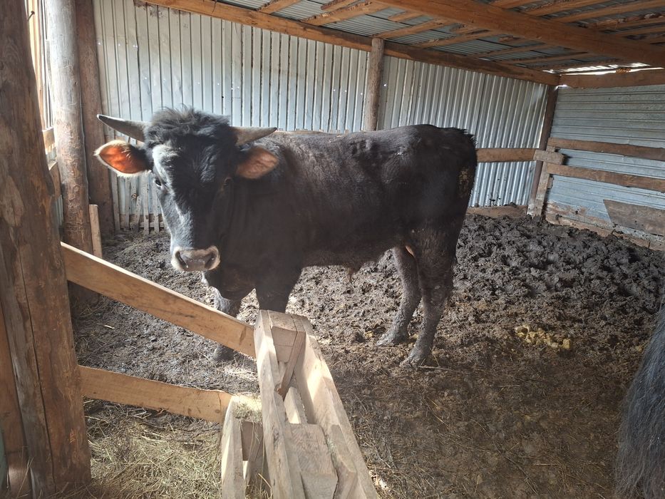 Продам быка с откорма