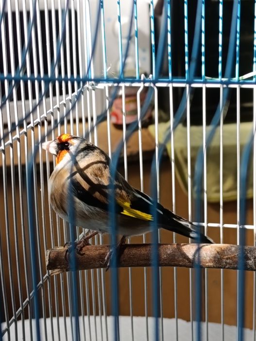 Ассалому алейкум норча дурагай сотилади, тинмиди сайрашда