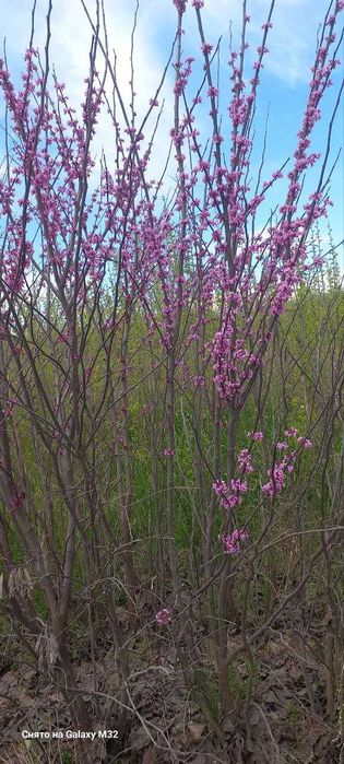 Багрянник гул кучатлари сотилади