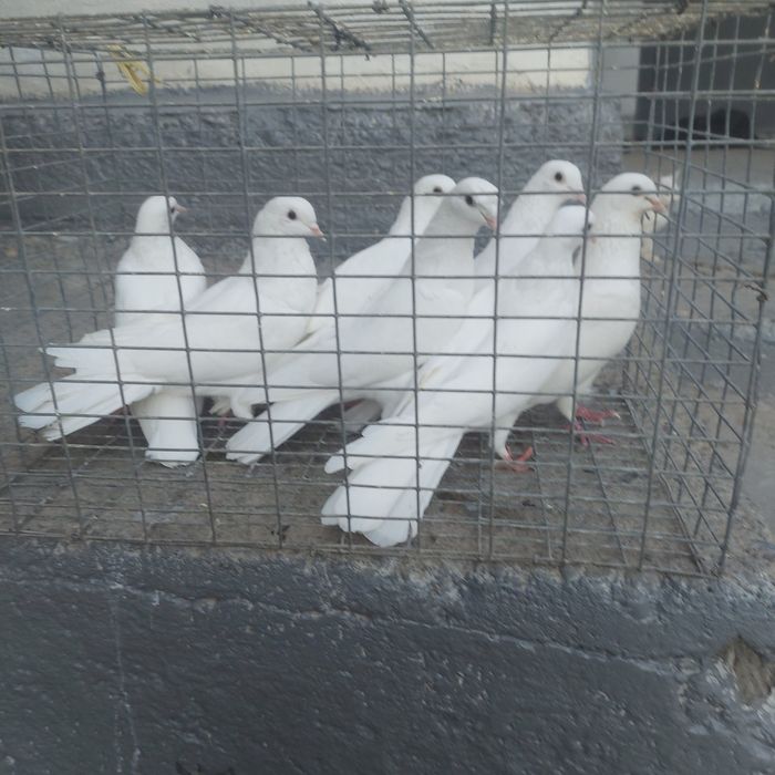 Бели бакинцы турмен микс