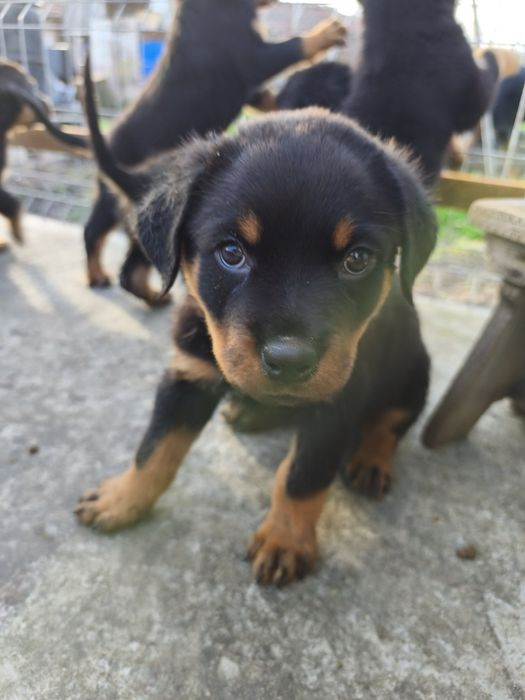 Ротвайлер - бебета