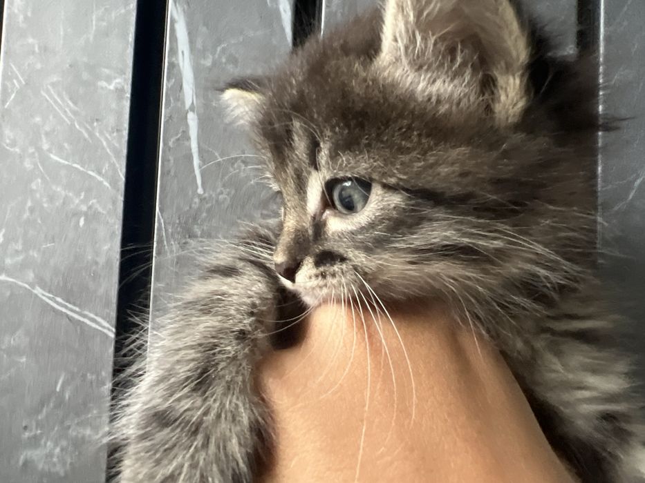 Раздам котят в добрые руки !! 1 мальчик 2 девочки
