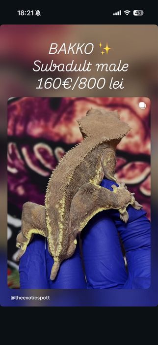 Crested gecko/ soparla/gecko cu creasta/reptila
