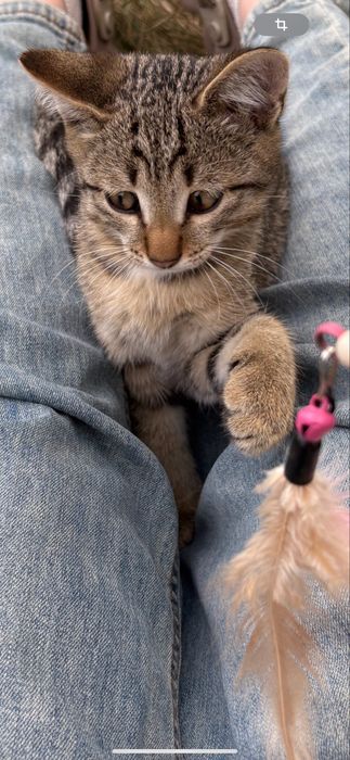 Котенок в добрые руки