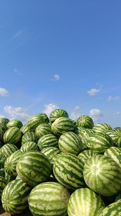 Тәтті дәмі Арбуз Сатылады келісім бар