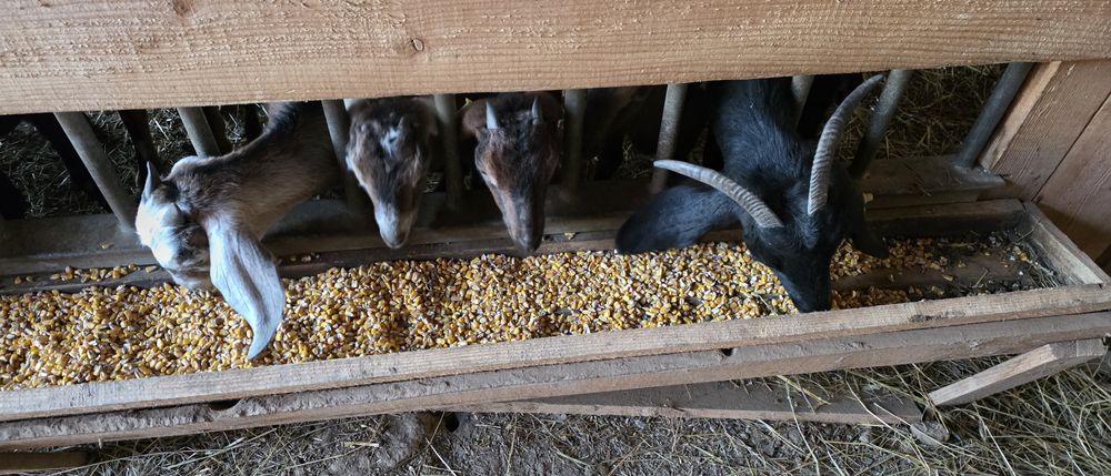 Capre anglo nubiene cu pedigree