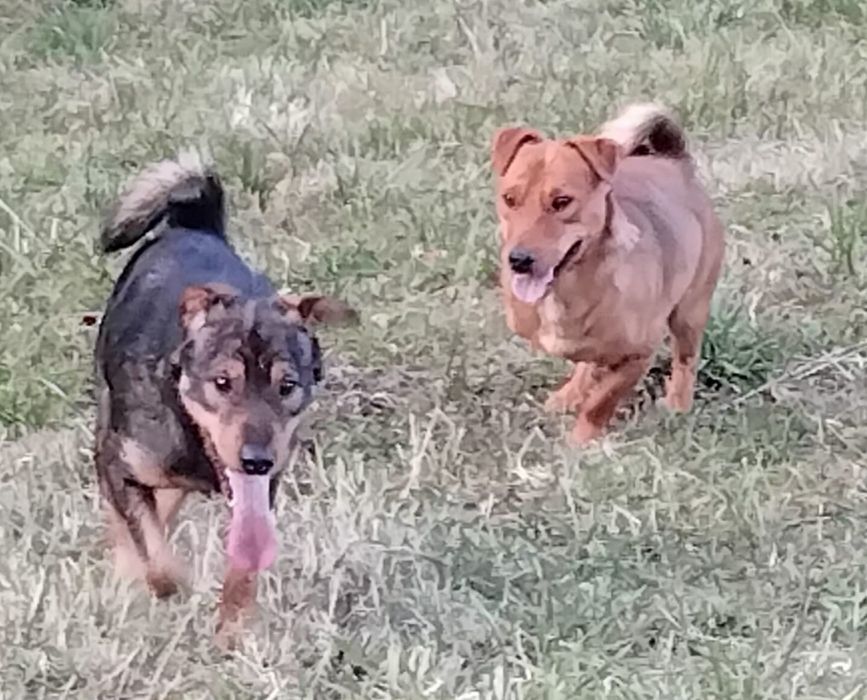 Donez câini Jack terrier