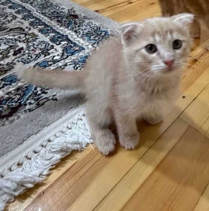 Шотландские вислоухие котята
