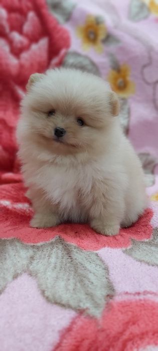 Шпиц кремовый  мальчик