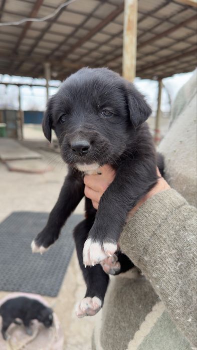 Отдам щенят в хорошие руки