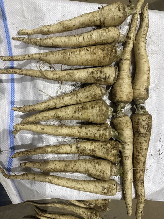 Vand patrunjel, pastarnac