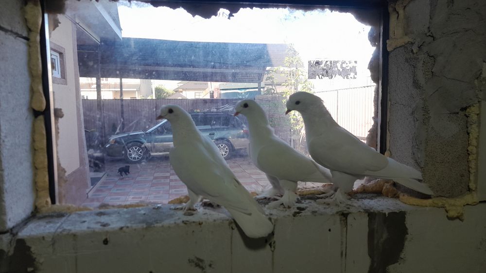 Белые таклы голубки