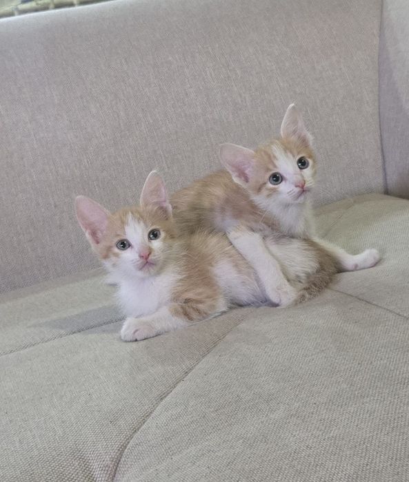 Котята  бесплатно