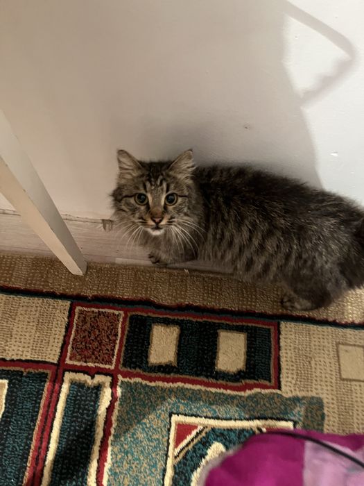 Мейн кун кошка шым