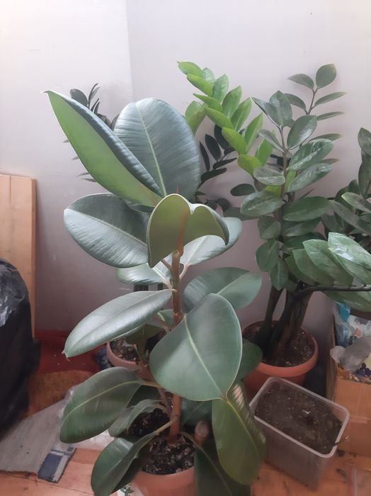 Цветы комнатные продам