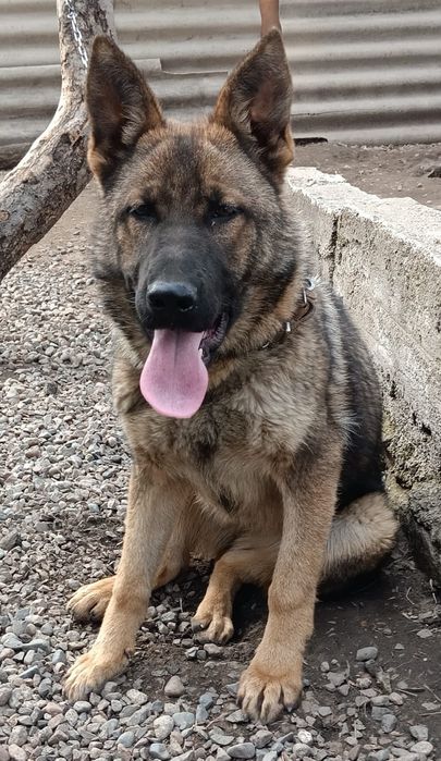 Щенок Немецкой Овчарки Рабочии Линии.