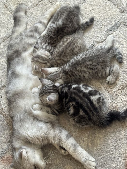 Продам шотландских котят