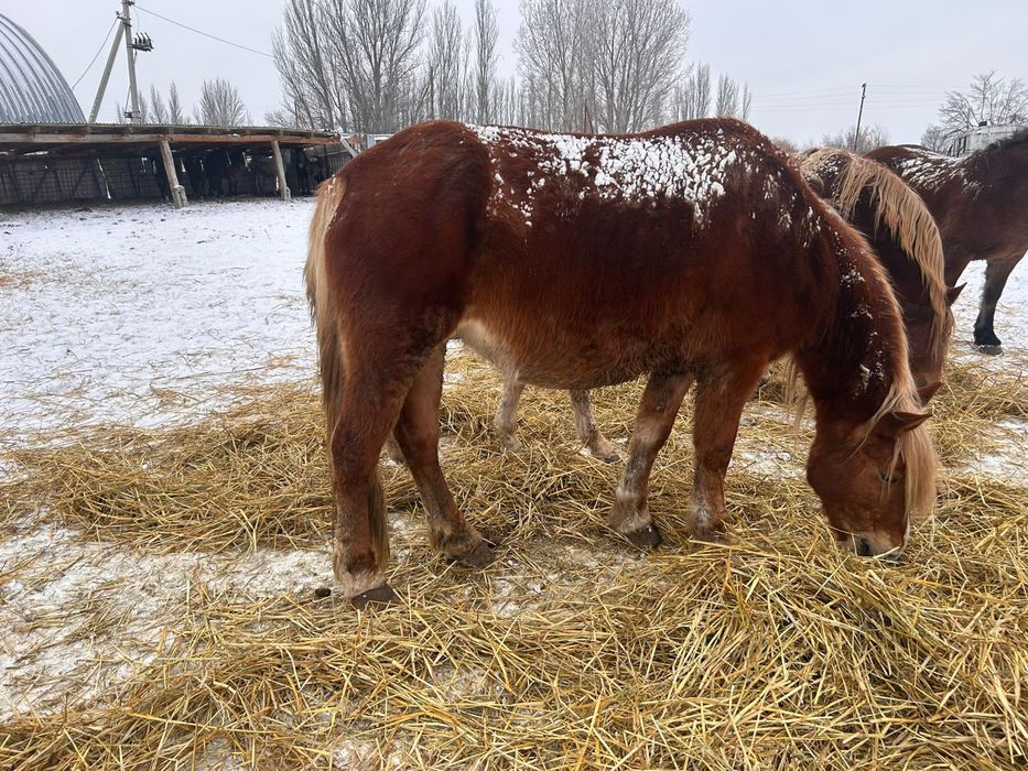 Продам кобылы тяжеловоз