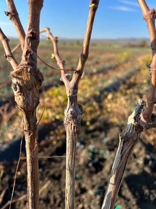 Căpșunică , Ananas , Fraga , hibrid