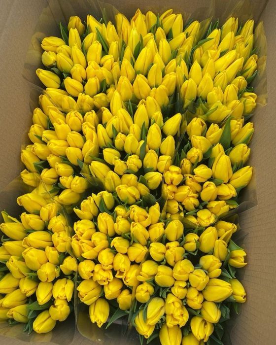 Голланские тюльпаны оптом