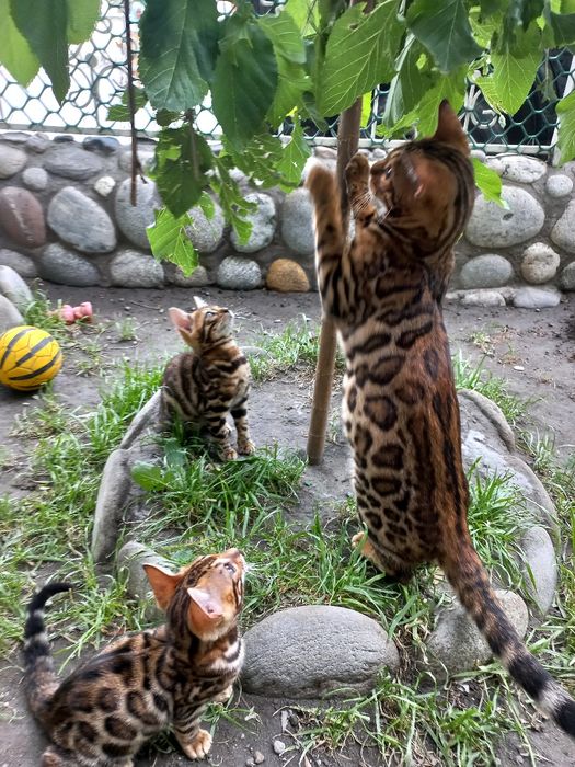 Бенгальские чистокровные котята!Родители привозные из России!