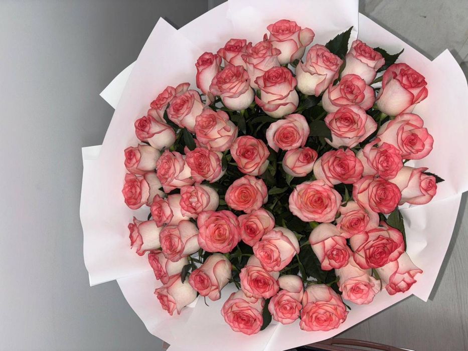 свежие розы 51шт