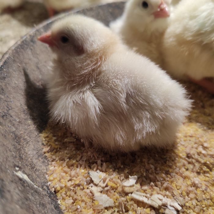 Суточные цыплята белая несушка