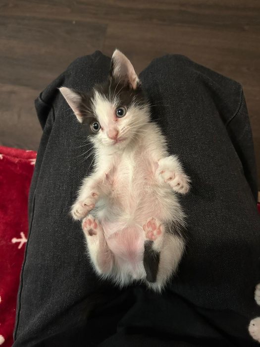 Pisici pentru adopție!