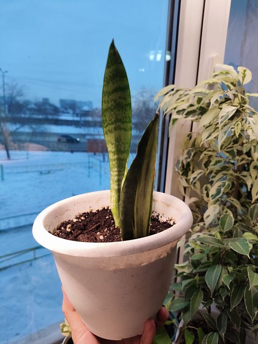 Сансевьерии разные