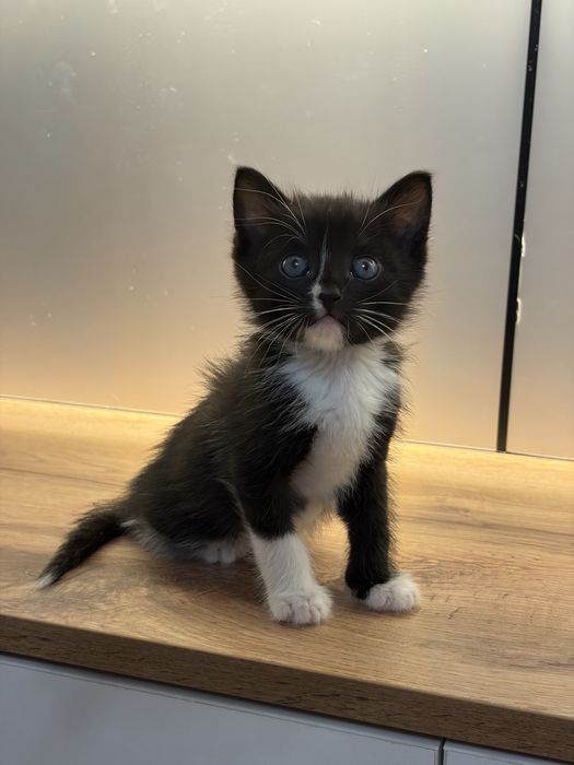 Черный котенок 1 месяц