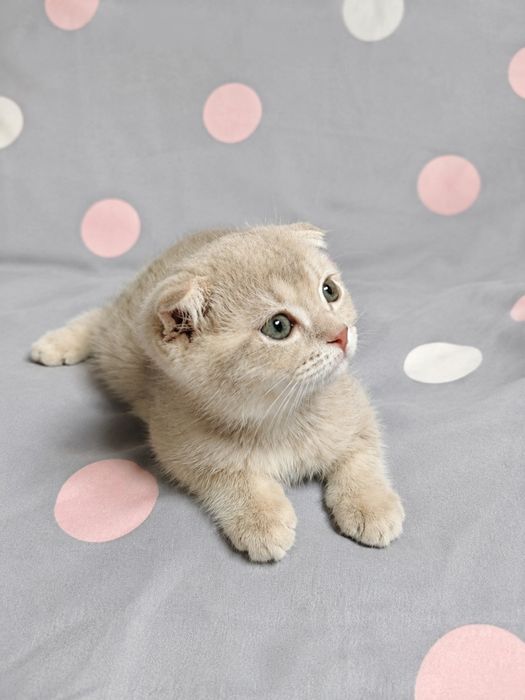 Продаются котята
