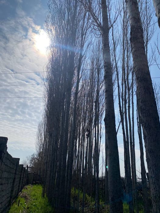 Тераклар сотилади, продаётся тополя