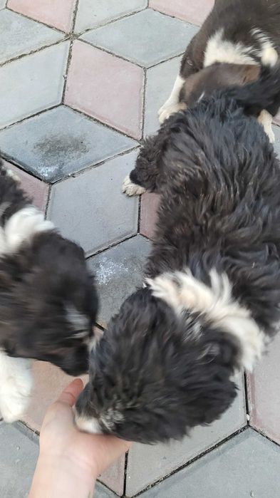 Щенята от черного лабрадора