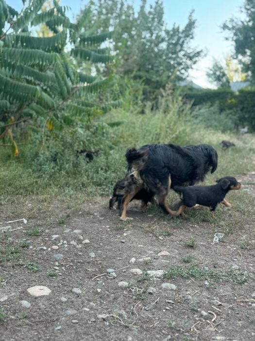 Продам щенков охотничья порода!
