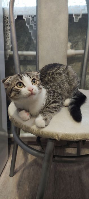 Кошечка 3 месяца